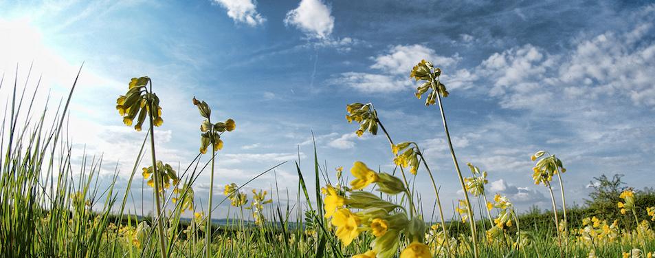 Seek your joy in the glory of God and the good of others. Cowslip Meadow by Alex Brown CC BY 2.0 (Cropped)
