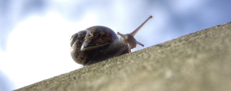 Snail Going Uphill by Soren Storm Hansen CC BY 2.0