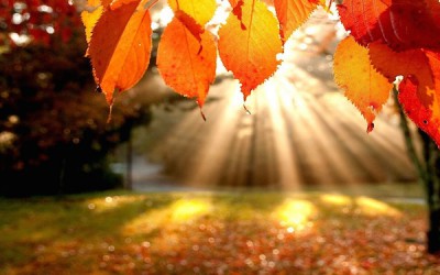 A Thanksgiving Reflection