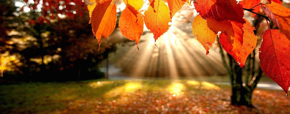 Autumn Leaves by Luan Anh (CC BY 2.0) https://www.flickr.com/photos/luananh/15391727113/in/photostream/