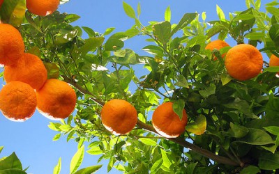 How Command to Bear Good Fruit Helps Me Counsel