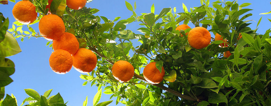 By Ronnie Macdonald from Chelmsford, United Kingdom (Ronda 08 Orange Tree Uploaded by russavia) [CC BY 2.0 (http://creativecommons.org/licenses/by/2.0)], via Wikimedia Commons
