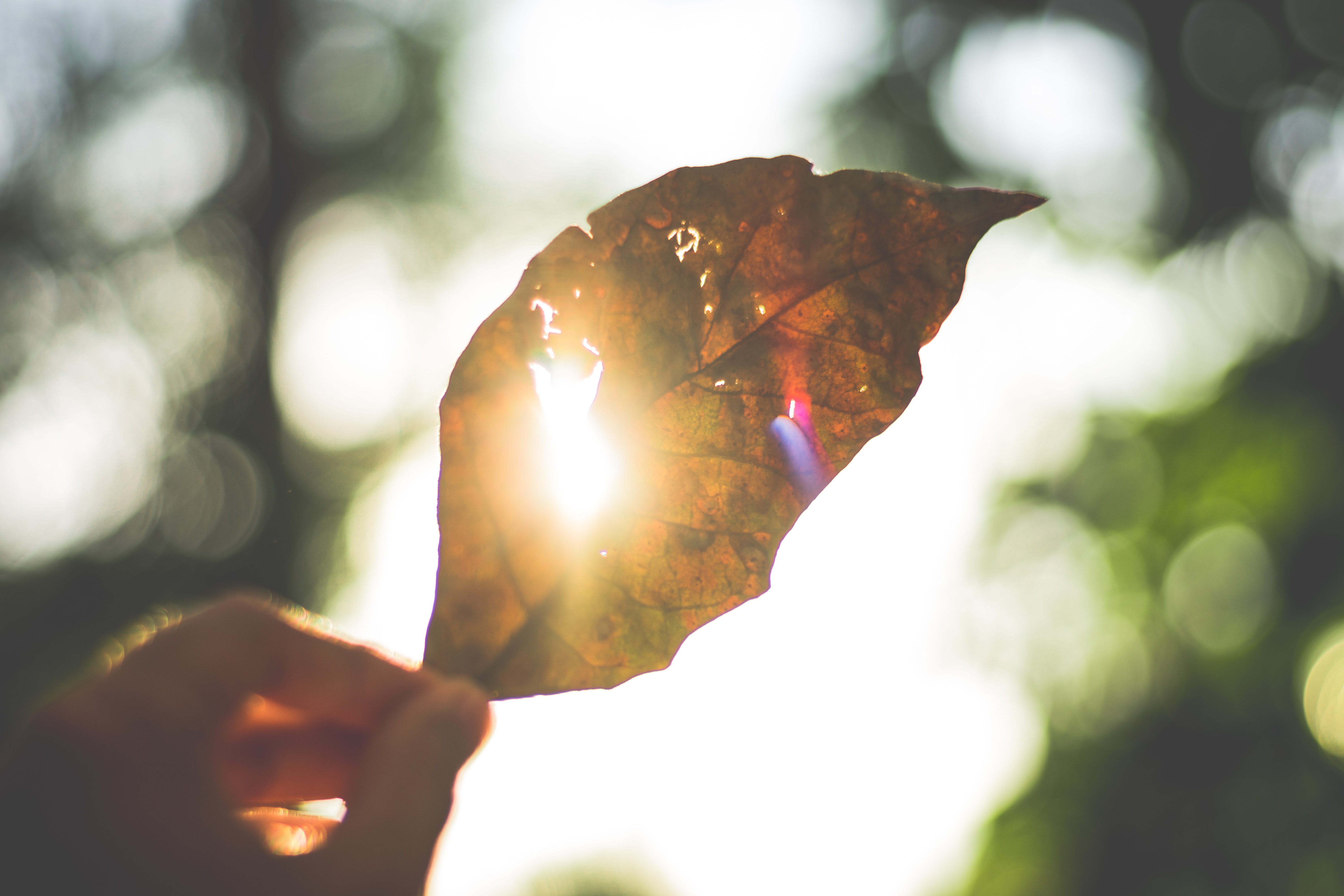 leaf held up to sun beam